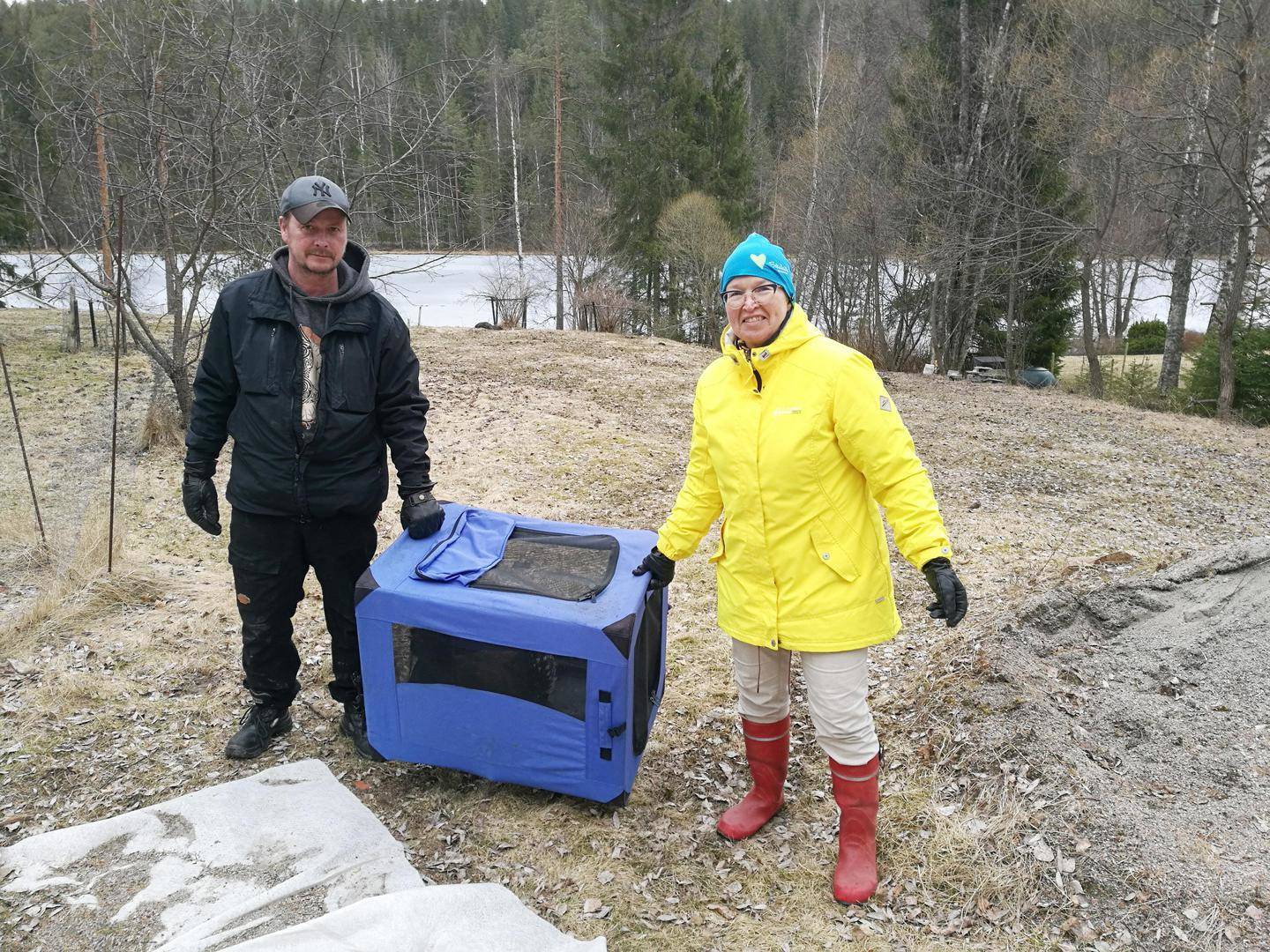 Vaajakosken Patruuna-metso yltyi väkivaltaiseksi – muilutettiin Toivakkaan  omaksi parhaakseen | Keski-Suomi | Keskisuomalainen