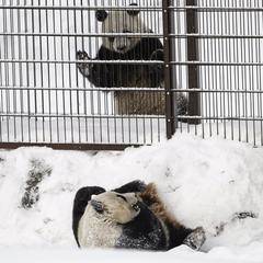 to call Wait a minute Corresponding Nyt tulee pandalive! Ähtärin pandojen elämää voi seurata suorana verkossa |  Keski-Suomi | Keskisuomalainen
