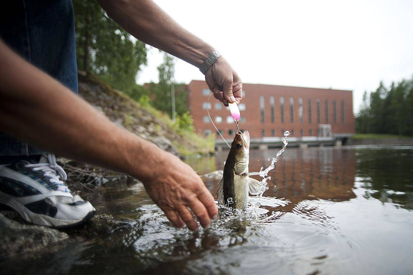good looking Generosity salvage Kalastus kallistuu — Metsähallitus haluaa kasvattaa pyyntikalojen kokoa |  Paikalliset | Kouvolan Sanomat